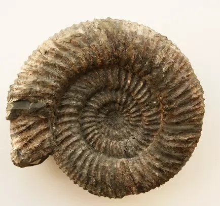 Après - ammonite polie